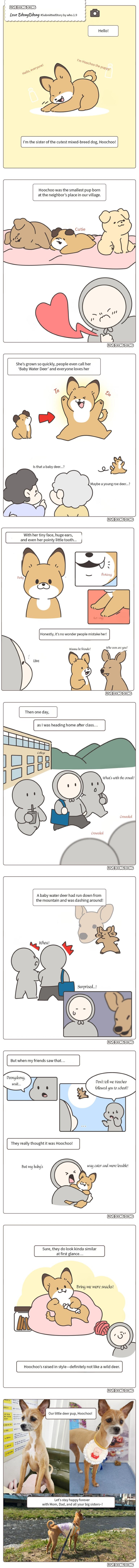 Pet Story - Love Ddong Ddong: Hoochoo's Story