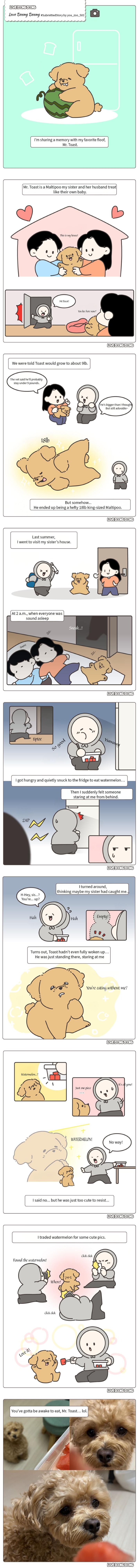 Pet Story - Mr. Toast